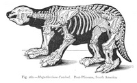 Megatherium - 5