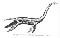 Plesiosaurus - 1