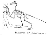 Archeopteryx Skeleton