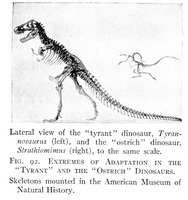 Tyrannosaurus rex - 2