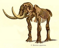 Mammoth - 4