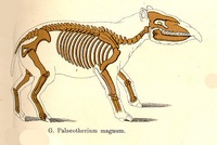 Paleotherium - 4
