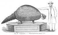 Glyptodon - 4