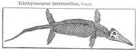 Ichthyosaurus - 7