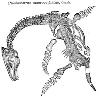 Plesiosaurus - 6