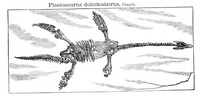 Plesiosaurus - 7