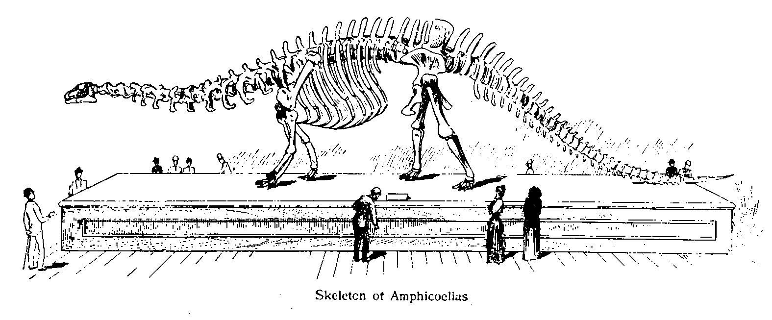 Amphicoelias