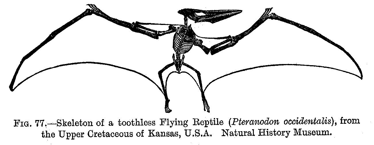 Pteranodon2