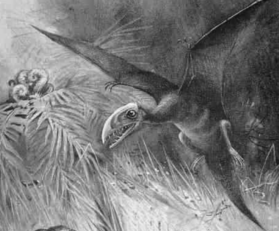 Dimorphodon
