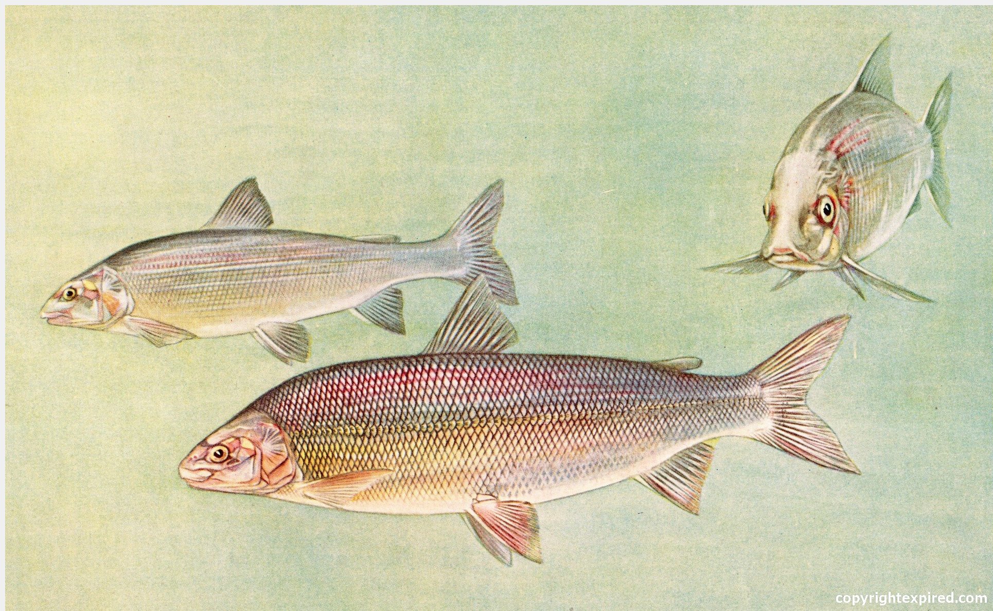 common whitefish
