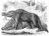 Hawkins Megalosaurus