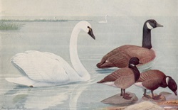 Goose Swan