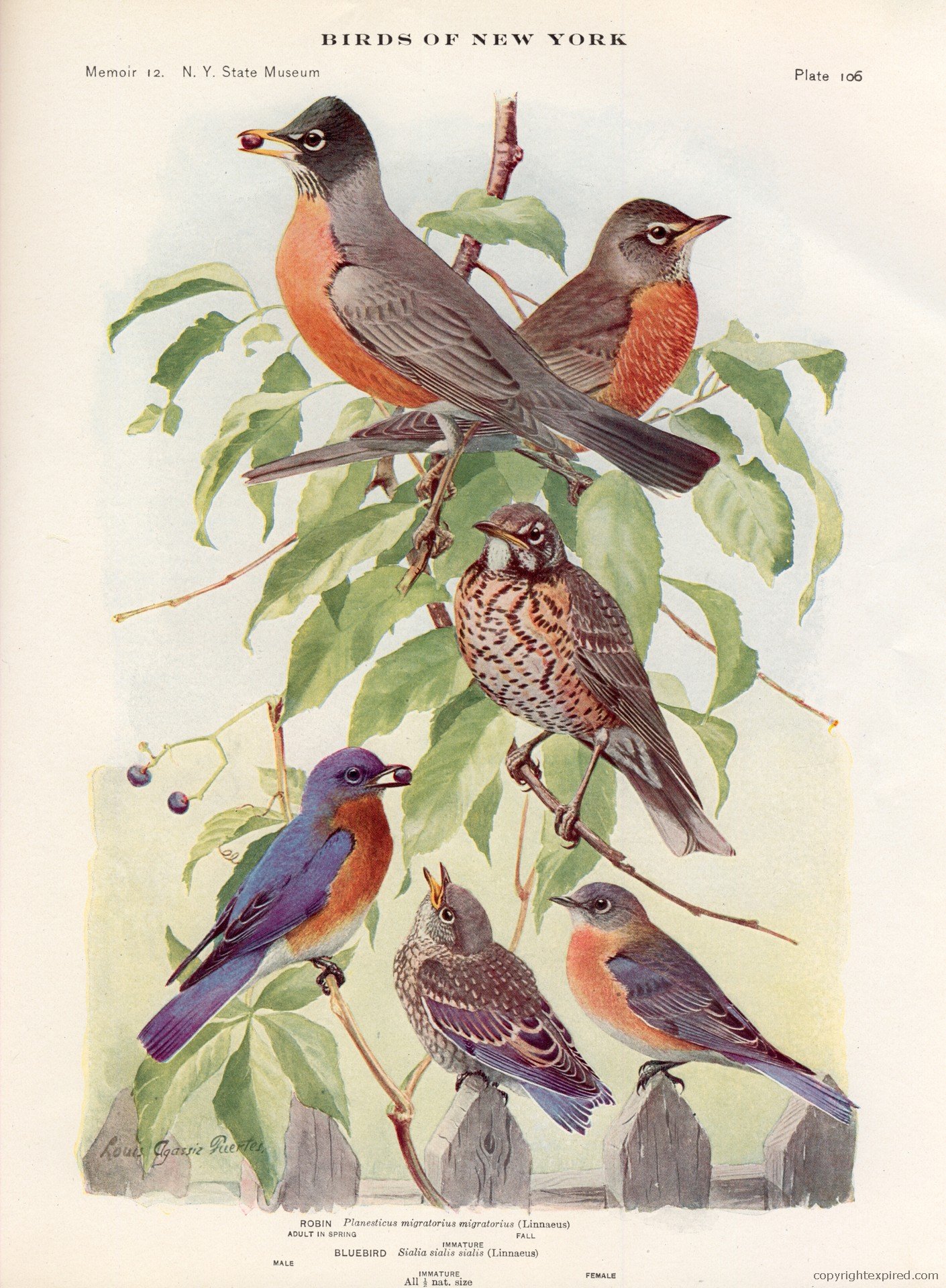 Robin-Bluebird