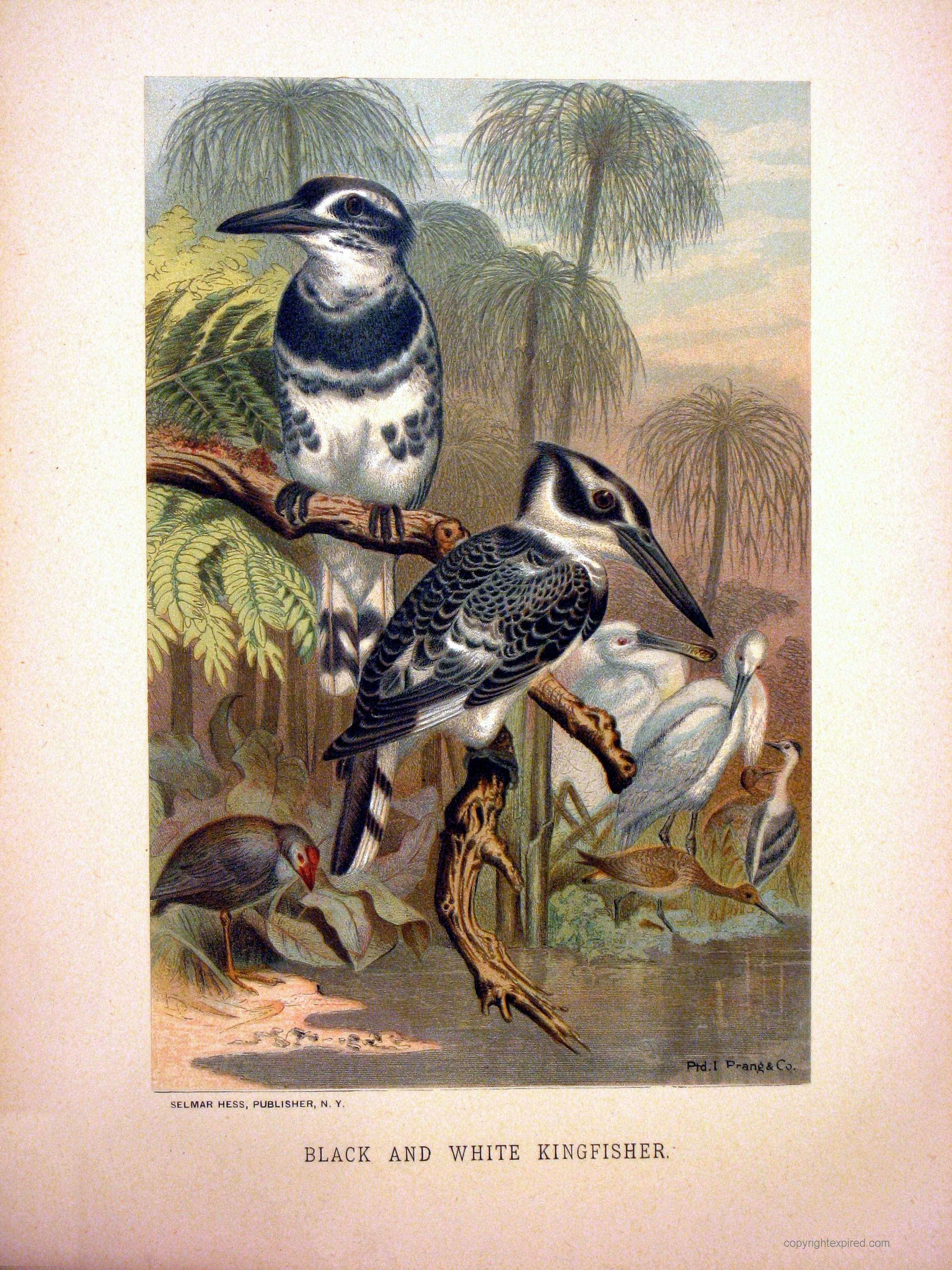Black-and-White-Kingfisher