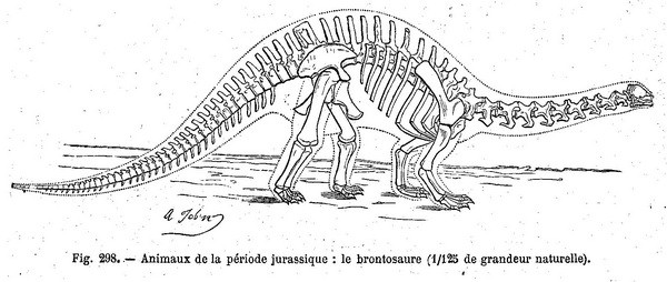 Brontosaurus Skeleton - 2