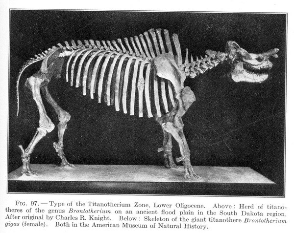 Brontotherium Skeleton