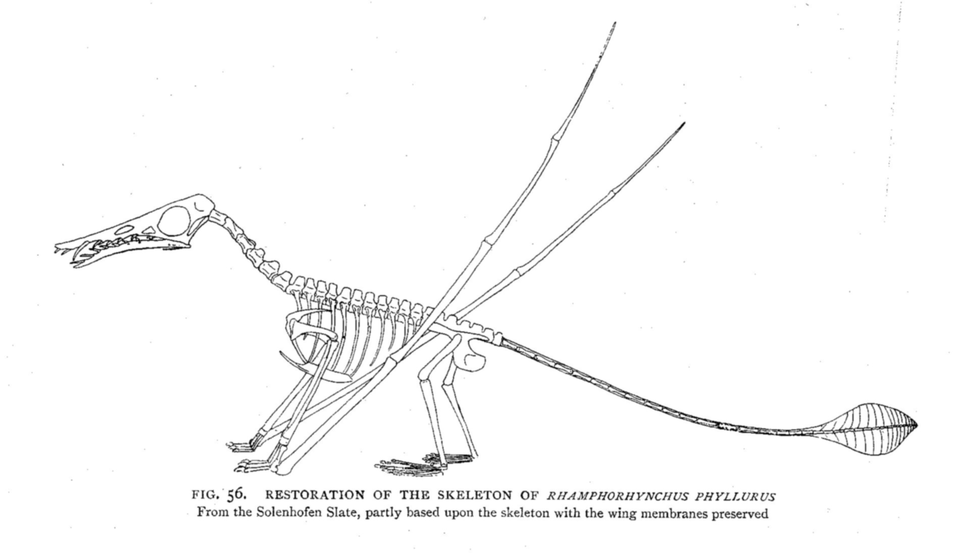 Вырост грудины киль. Рамфоринх скелет. Rhamphorhynchus скелет. Рамфоринх строение. Скелет птицы киль.