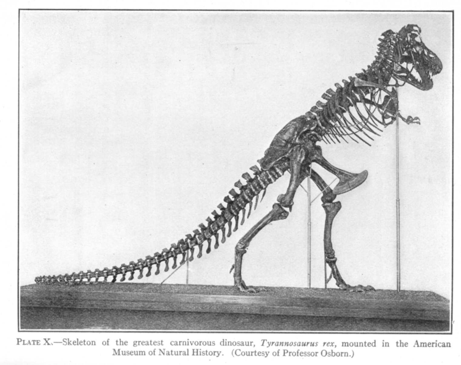 Внутренний скелет впервые. Скелет тираннозавра. Скелет тираннозавра Сью. Тираннозавр 1905. Jurassic Park novel Tyrannosaurus.